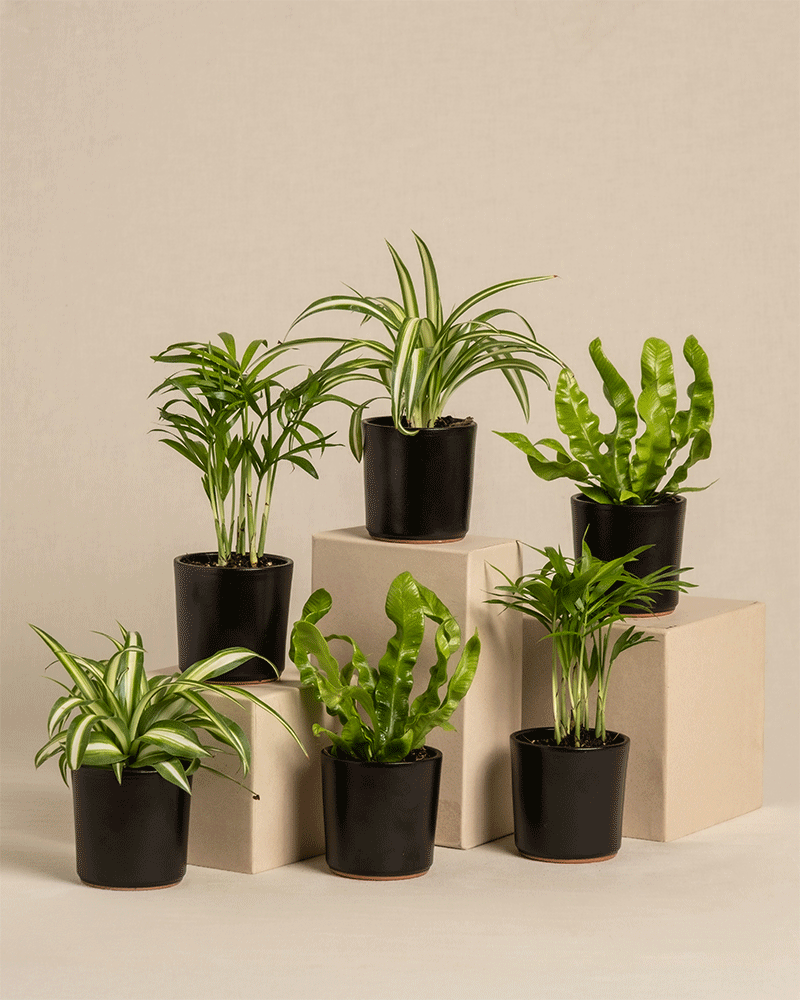 feey-variado-babypflanzen-6er-set-ungiftig-ohne-bertopf image 6