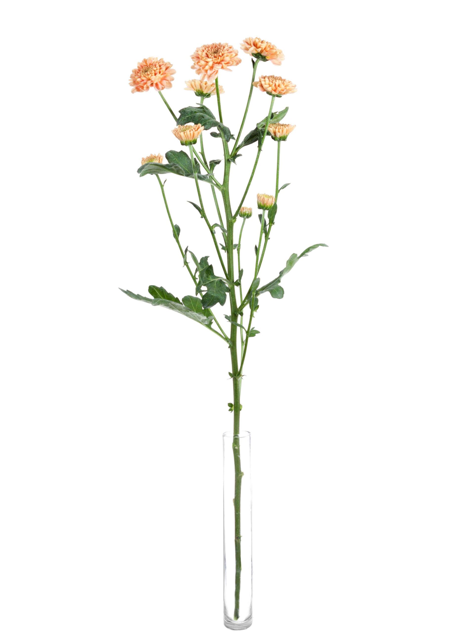 blumigo-santinis-ellison-salmon-chrysantheme-apricot-einzelstiel image 4