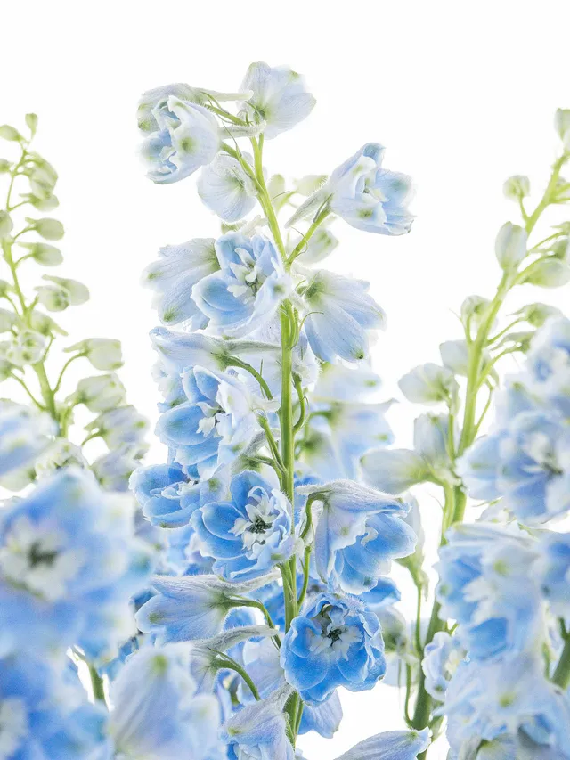 blumigo-l-wenm-ulchen-rittersporn-schnittblume-blau-violett image 1