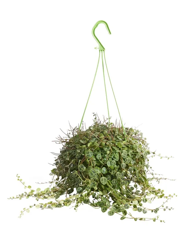 plnts-rareplnts-peperomia-prostrata-12-cm-topf-20-cm-hoch image 1