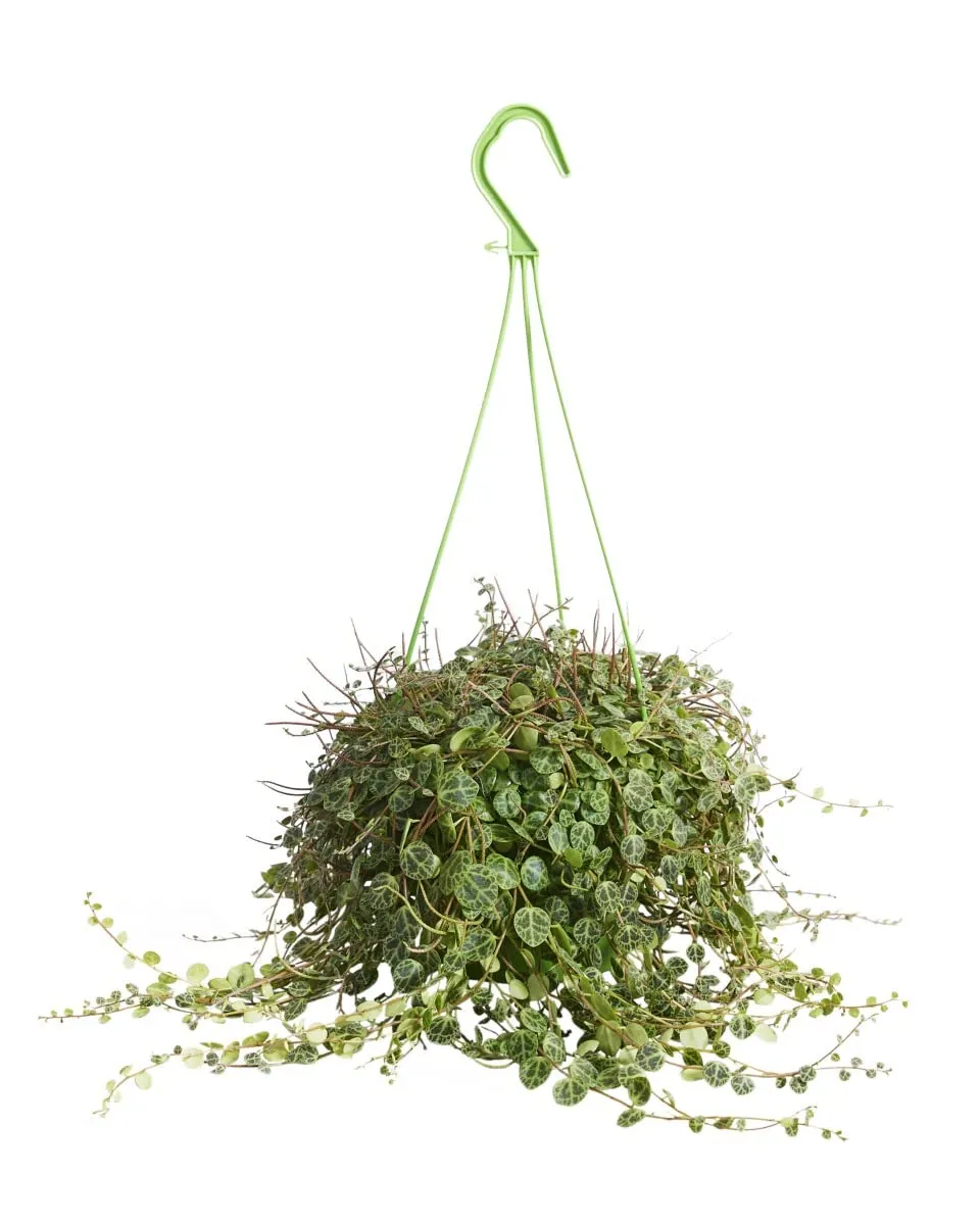 plnts-rareplnts-peperomia-prostrata-12-cm-topf-20-cm-hoch image 1