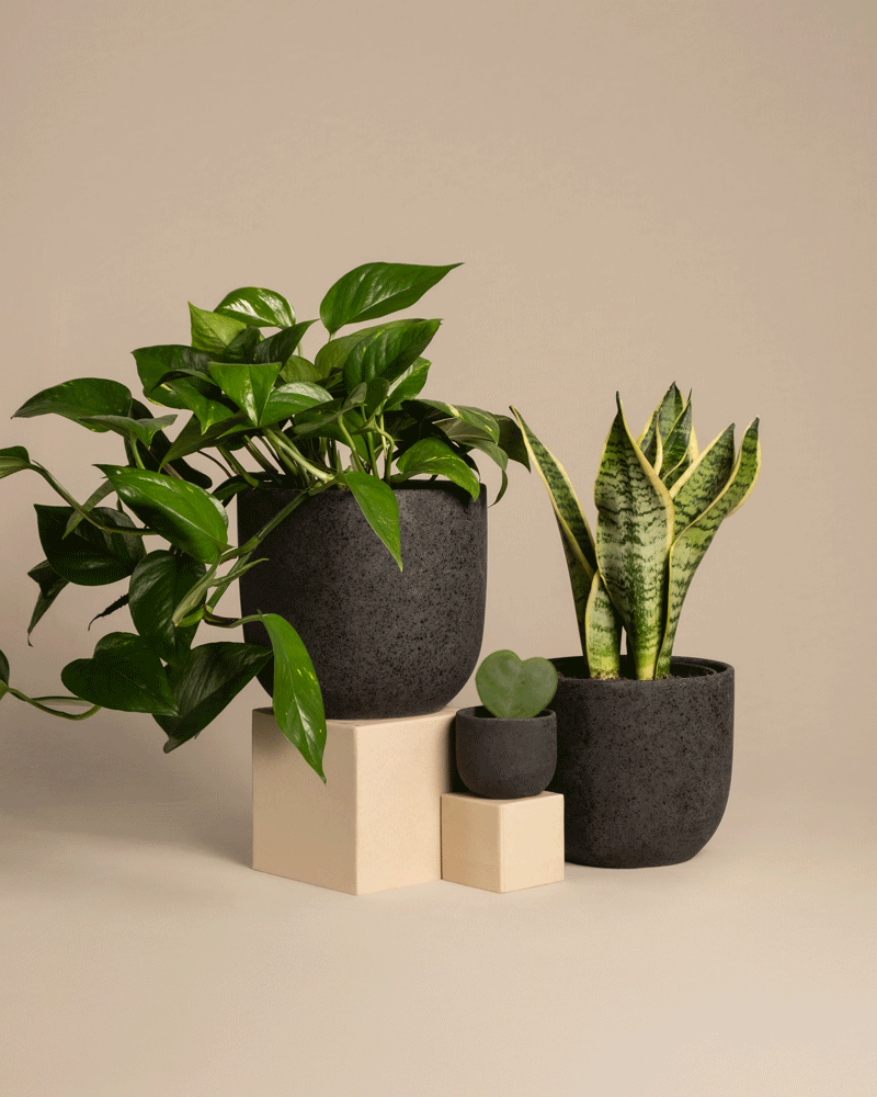 feey-variado-starter-set-sansevieria-efeutute-2-pflanzen image 5