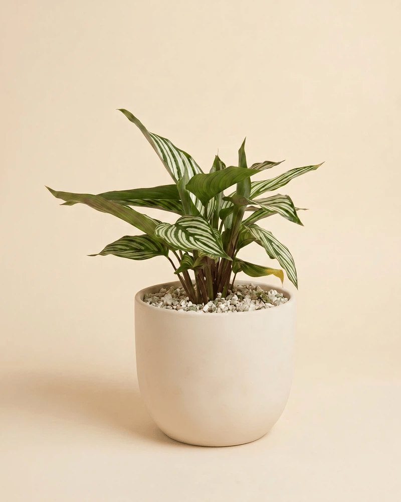 feey-variado-calathea-vittata-korbmarante-tierfreundlich image 6