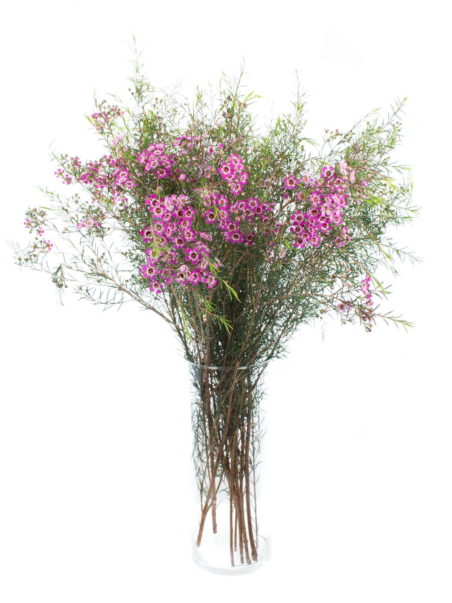 blumigo-blattwerk-wachsblume-purple-pride-lila image 2