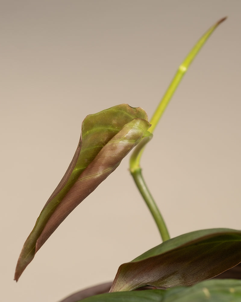 feey-variado-philodendron-micans-zimmerpflanze-ohne-bertopf-samtig image 6