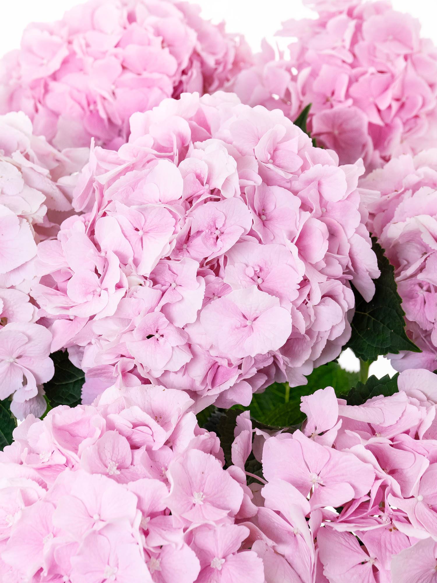 blumigo-hortensien-hortensie-verena-schnittblume-rosa image 2
