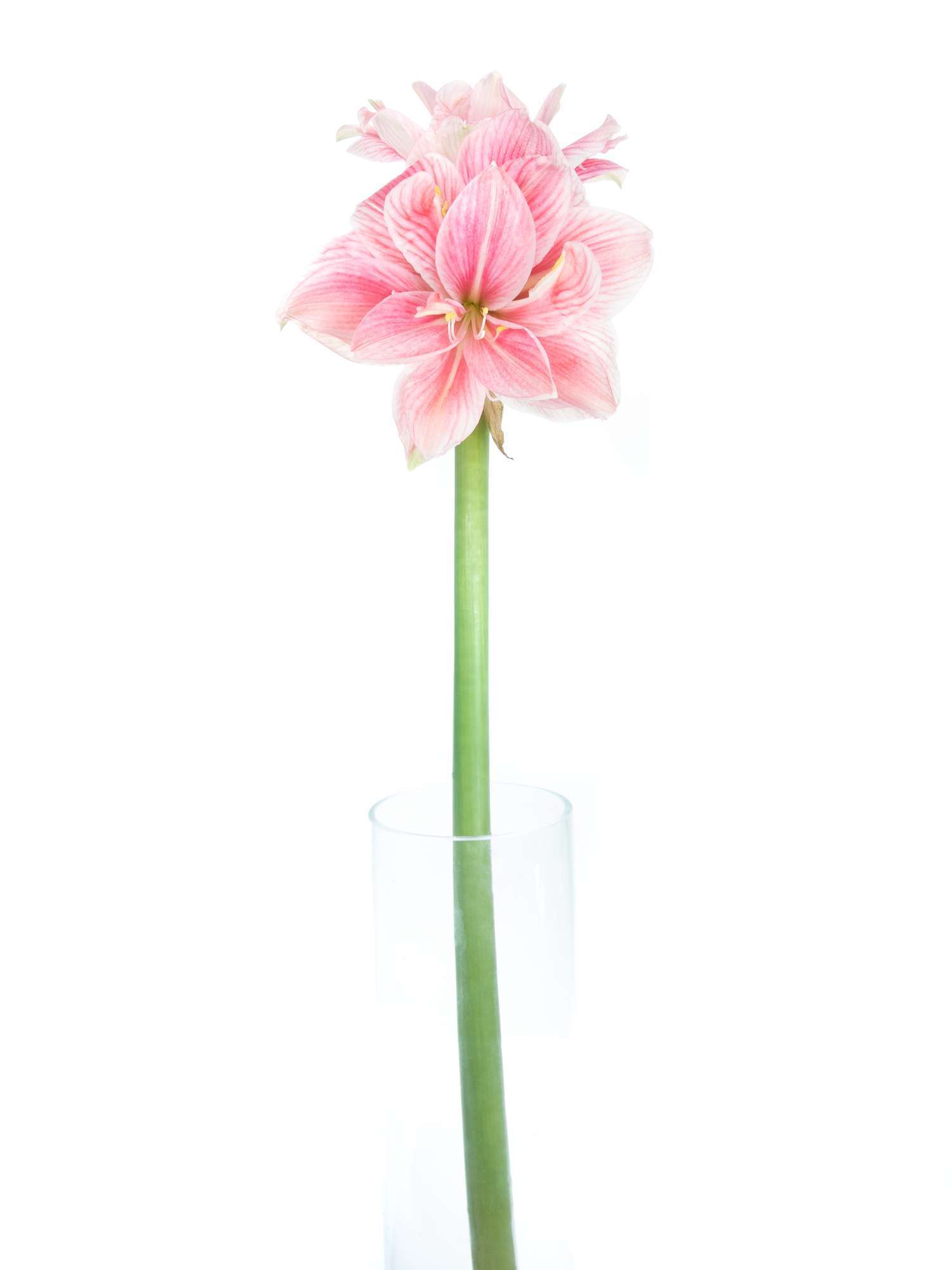 blumigo-amaryllis-sweet-nymph-schnittblume-pink-wei-gef-llt image 2