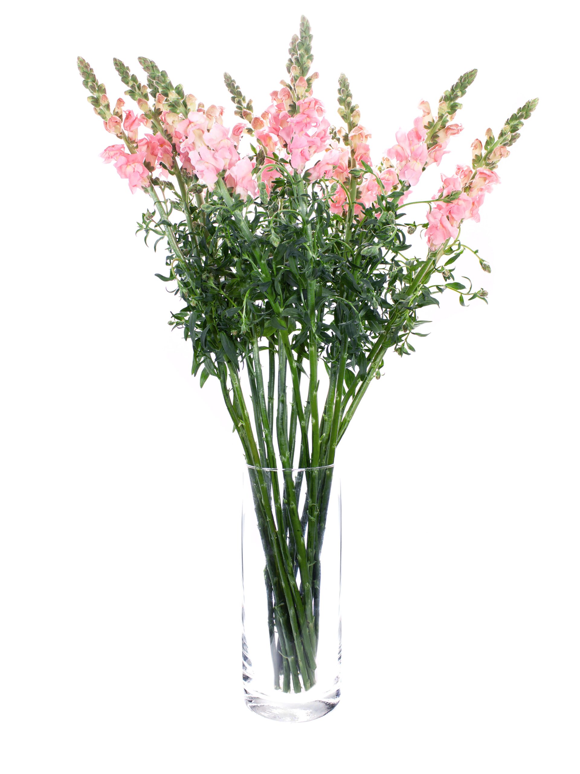 blumigo-l-wenm-ulchen-maryland-schnittblume-rosa image 2