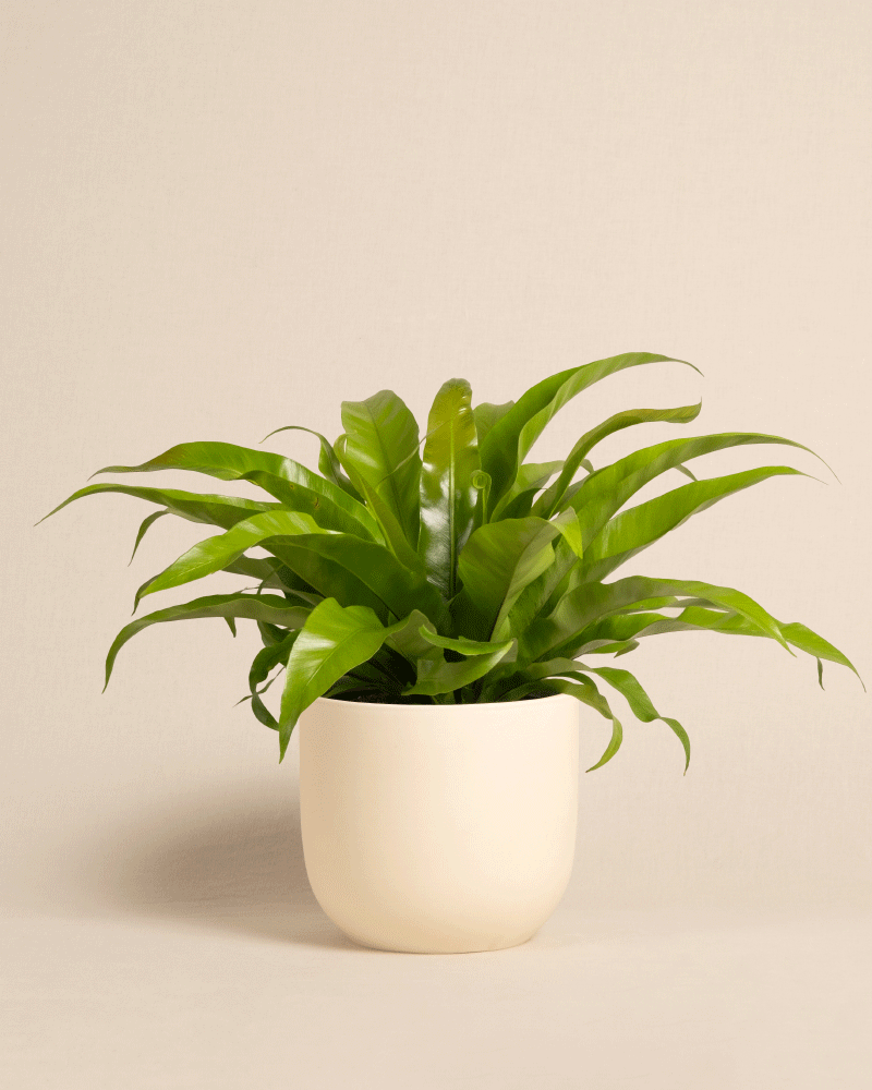 feey-nestfarn-asplenium-zimmerpflanze-tierfreundlich image 6