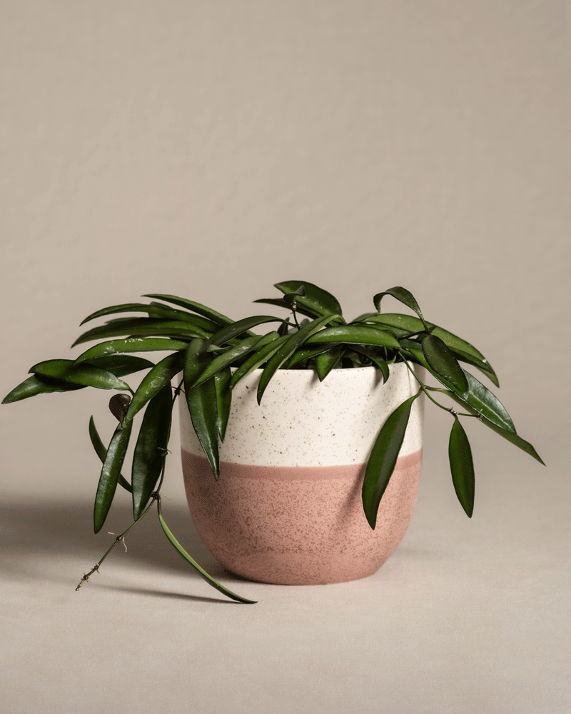 feey-variado-hoya-wayetii-porzellanblume-ohne-bertopf-20cm image 5