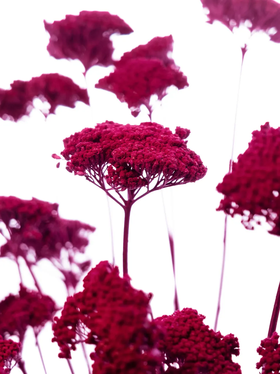 blumigo-achillea-schafgarbe-trockenblumen-rot-gef-rbt image 1