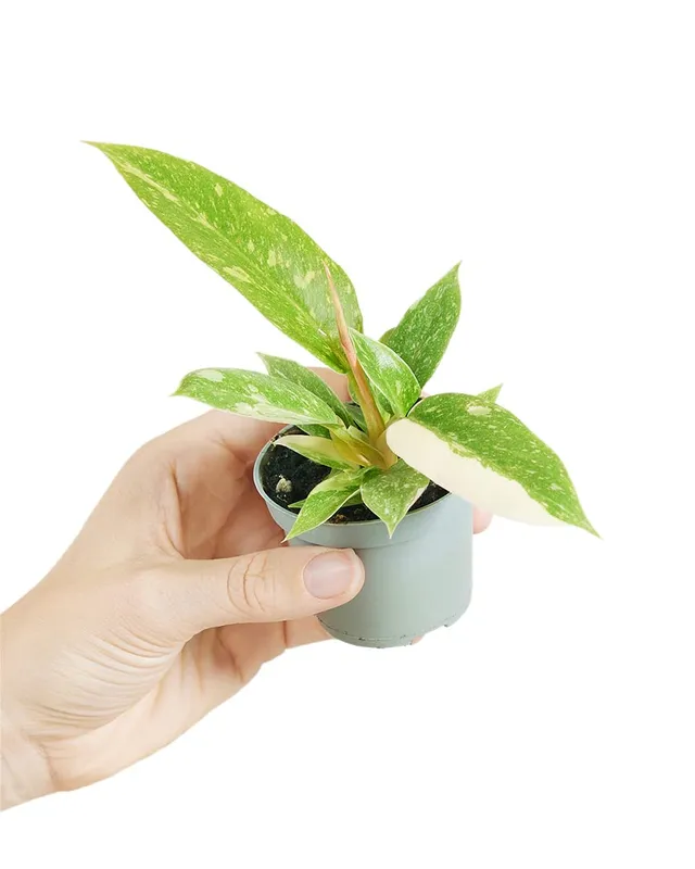 plnts-babyplnts-philodendron-ring-of-fire-zimmerpflanze-6cm-topf image 1