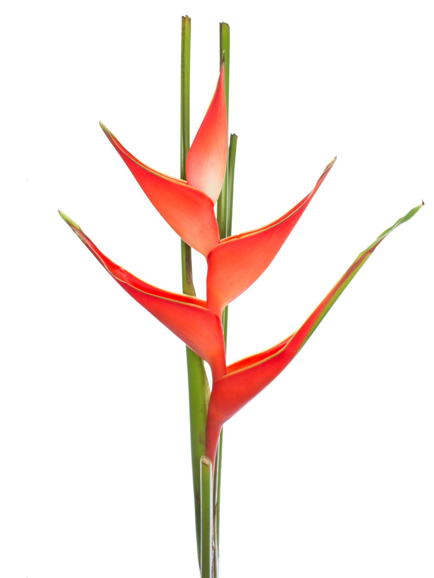 blumigo-blattwerk-helikonie-tropical-exotisches-schnittgr-n image 1