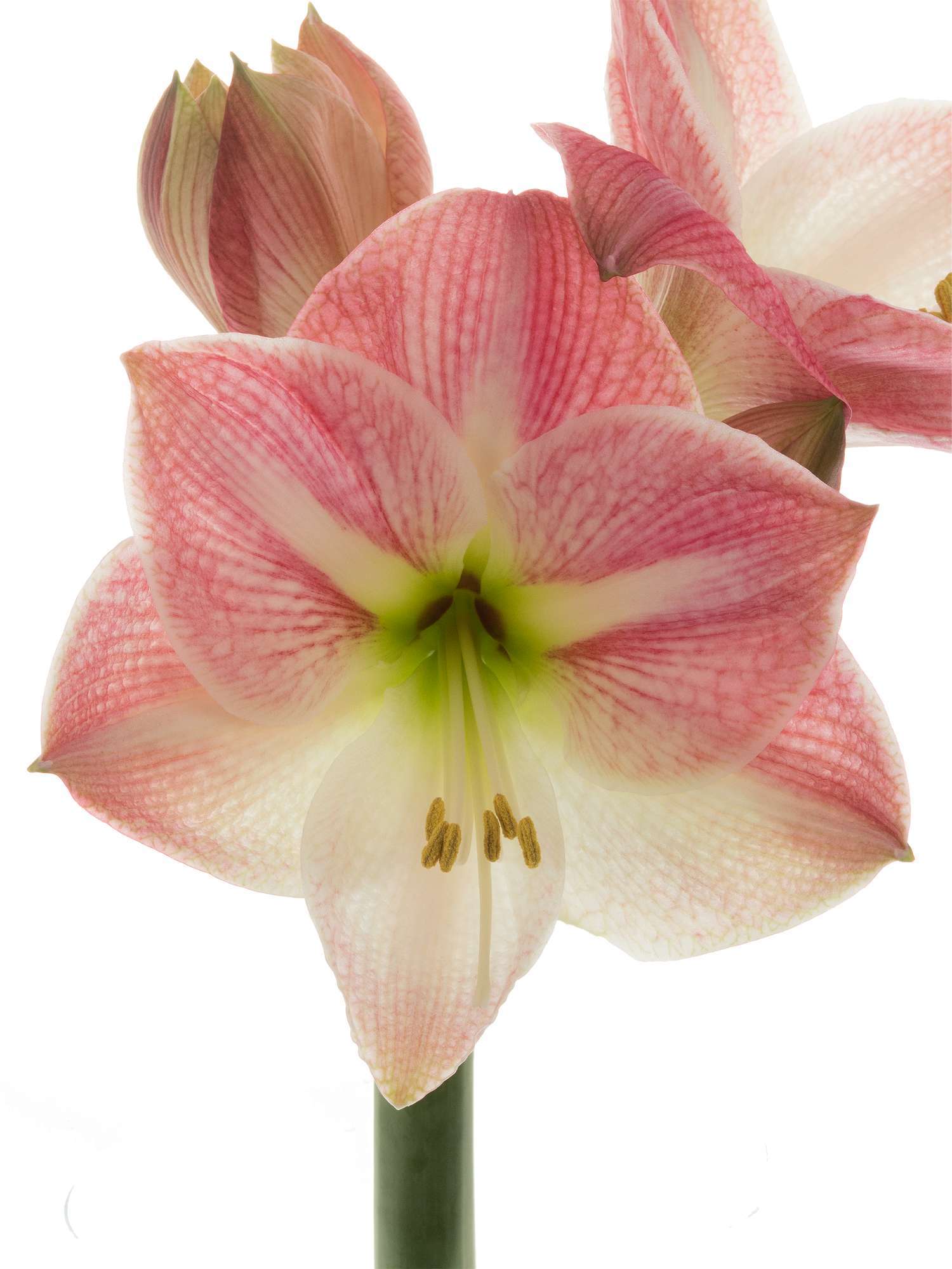 blumigo-amaryllis-apple-blossom-stiel-rosa image 2