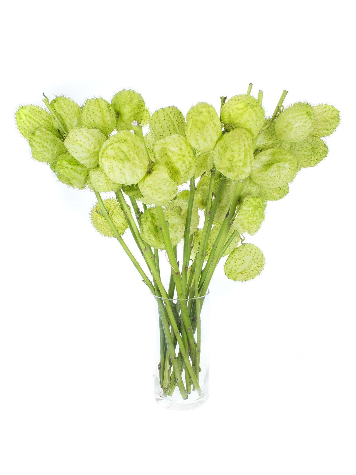 blumigo-asclepias-moby-dick-schnittblume-wei-frisch image 2