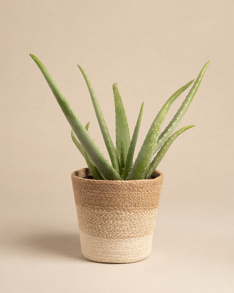 feey-variado-lapis-pflanzenkorb-jute-16cm-natur image 7