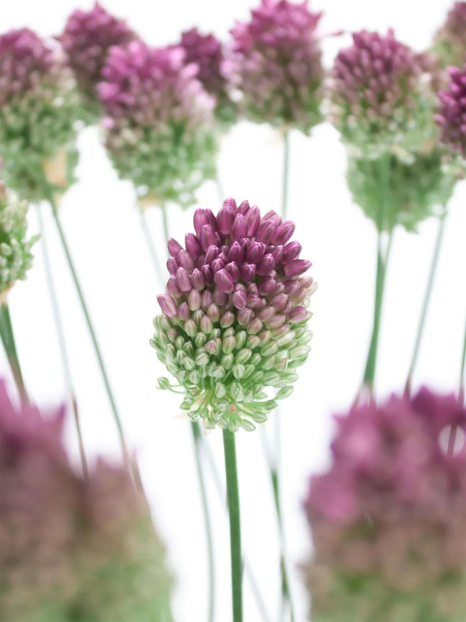 blumigo-fr-hlingsknollen-allium-spaerocephal-violett image 1