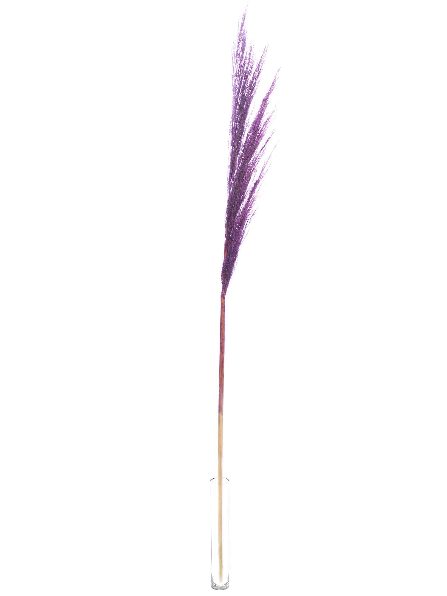blumigo-trockenblumen-pampasgras-getrocknet-violett-bund image 3