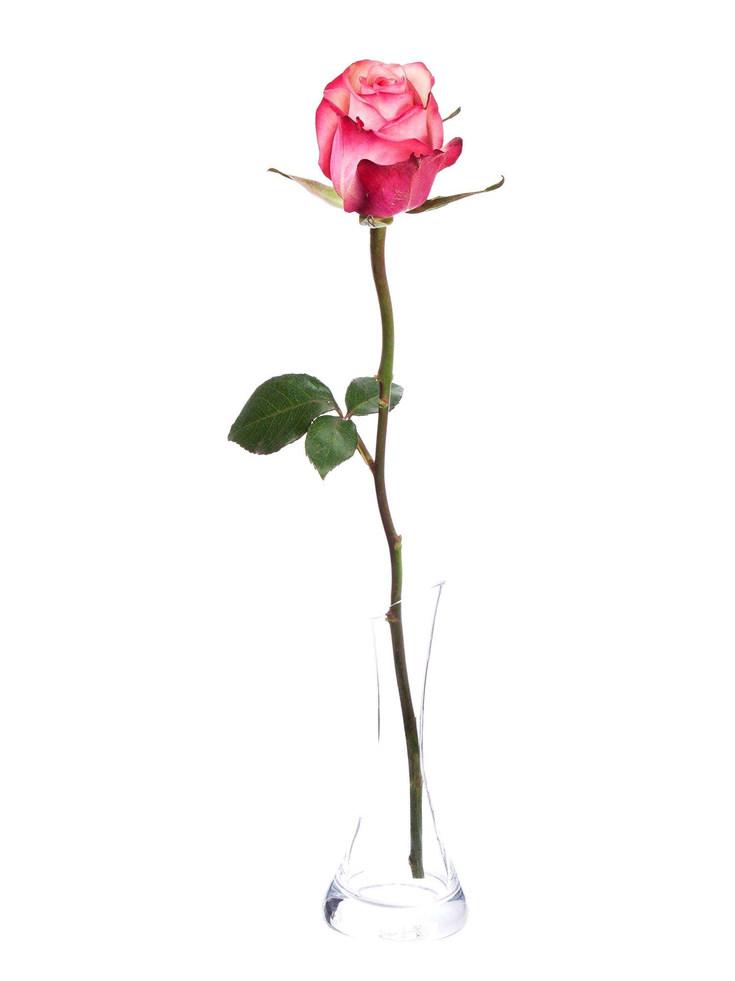 blumigo-vintage-rosen-pink-creme-schnittrose image 3