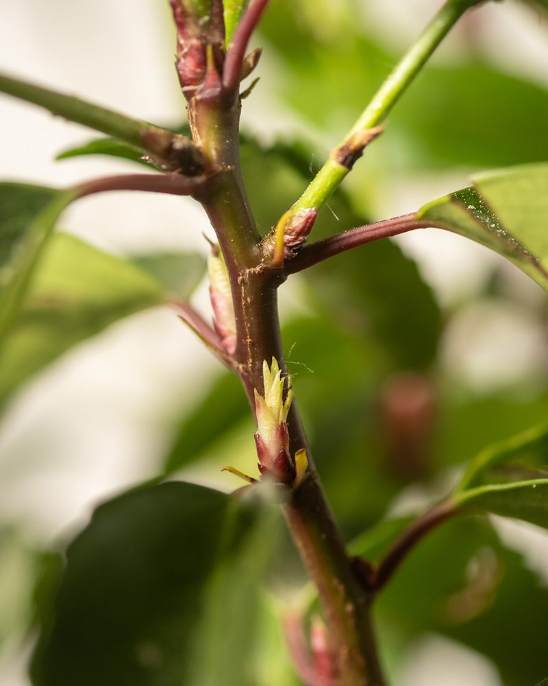 feey-amsterdam-prunus-lusitanica-strauch-ohne-topf-2-3-m image 6