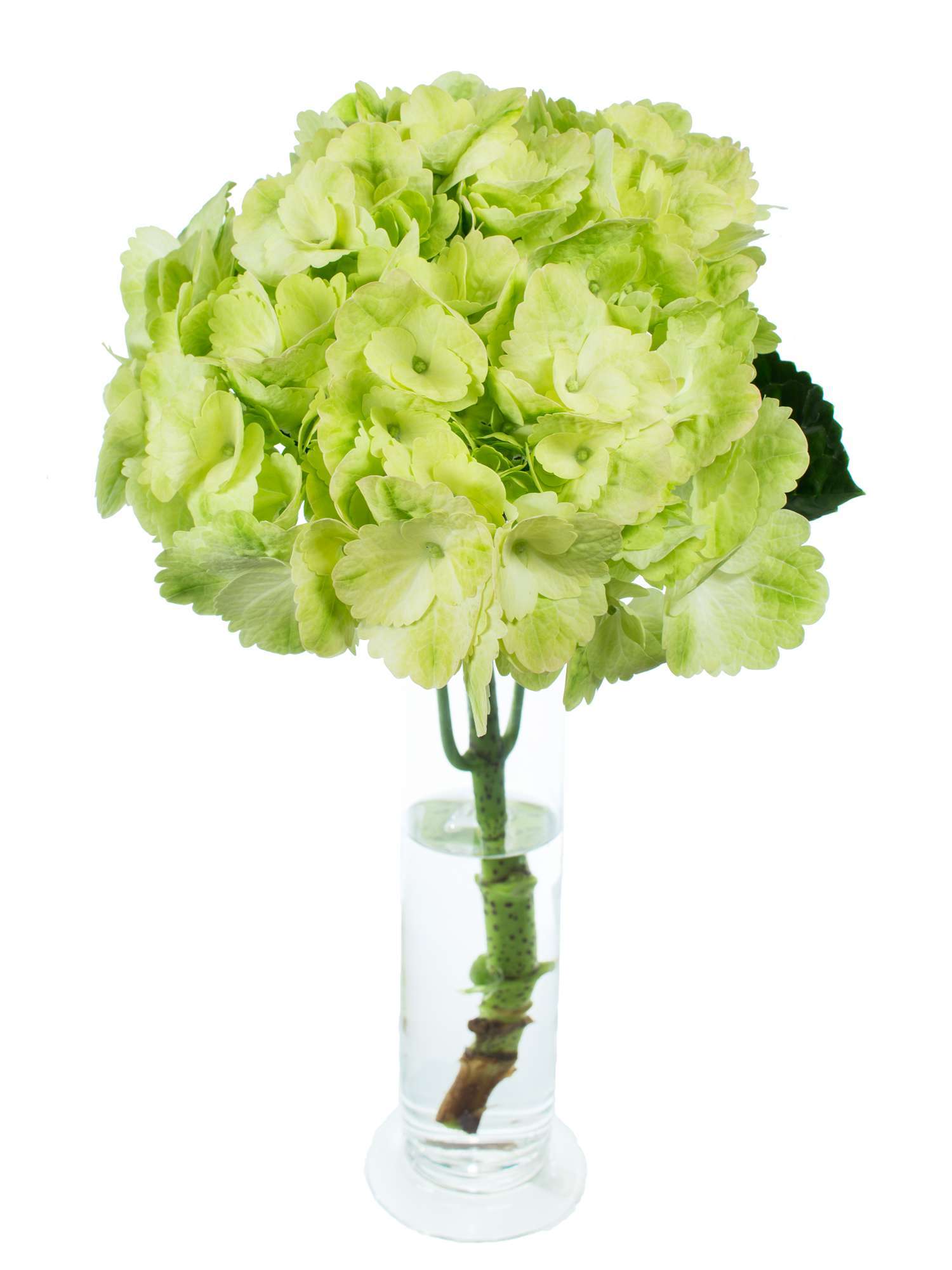 blumigo-hortensie-magical-blossom-gr-ne-schnittblume-stiel image 1