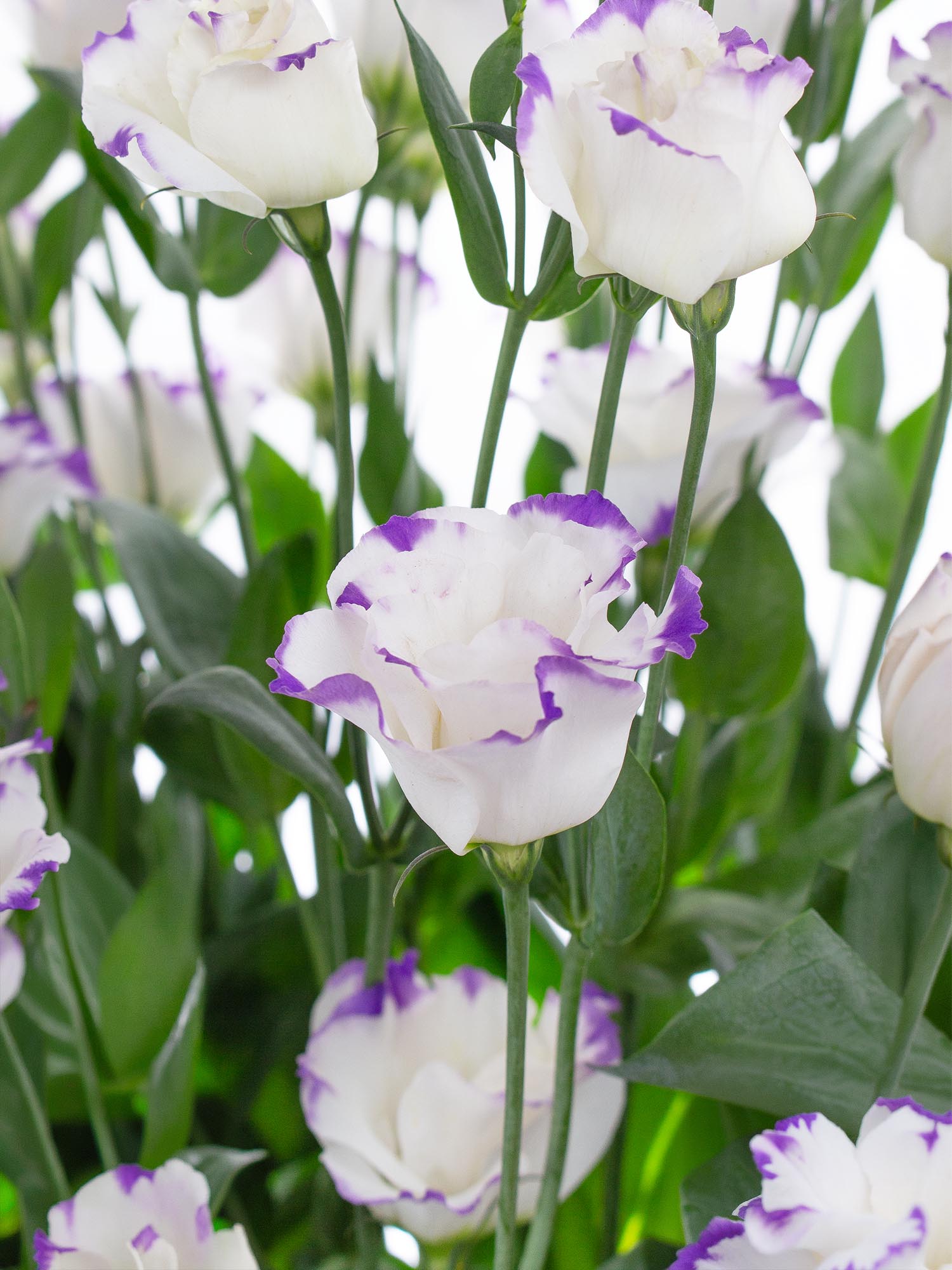 blumigo-lisianthus-arena-blue-picotee-schnittblume-lila-wei image 1
