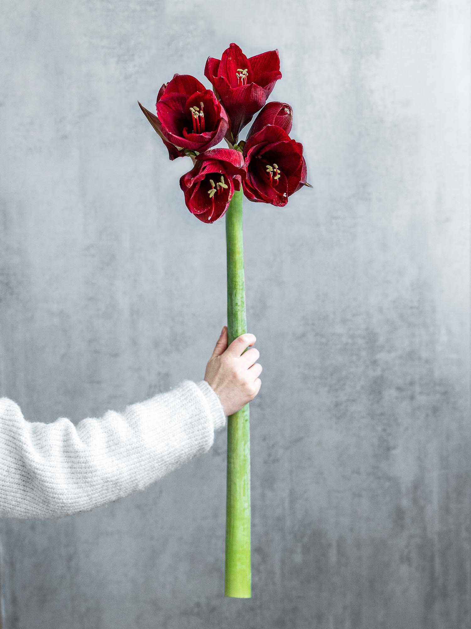 blumigo-amaryllis-royal-velvet-dunkelrote-schnittblume image 1