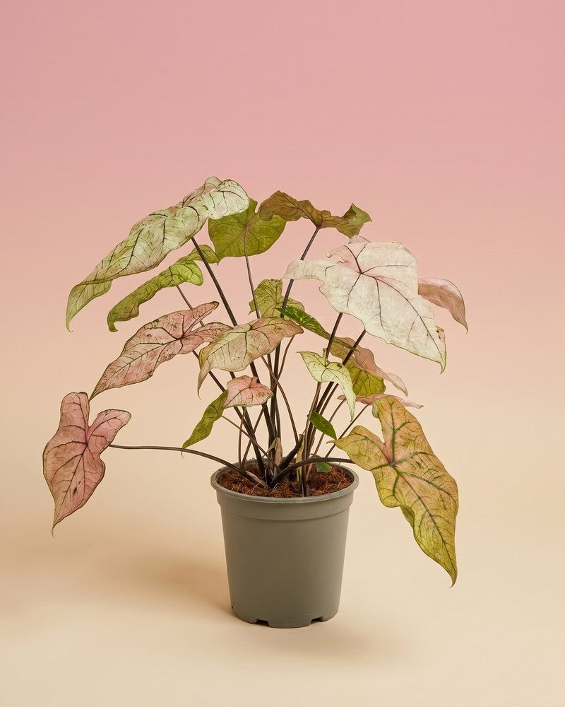 feey-variado-spring-fling-kaladie-zimmerpflanze-rosa-ohne-bertopf image 3