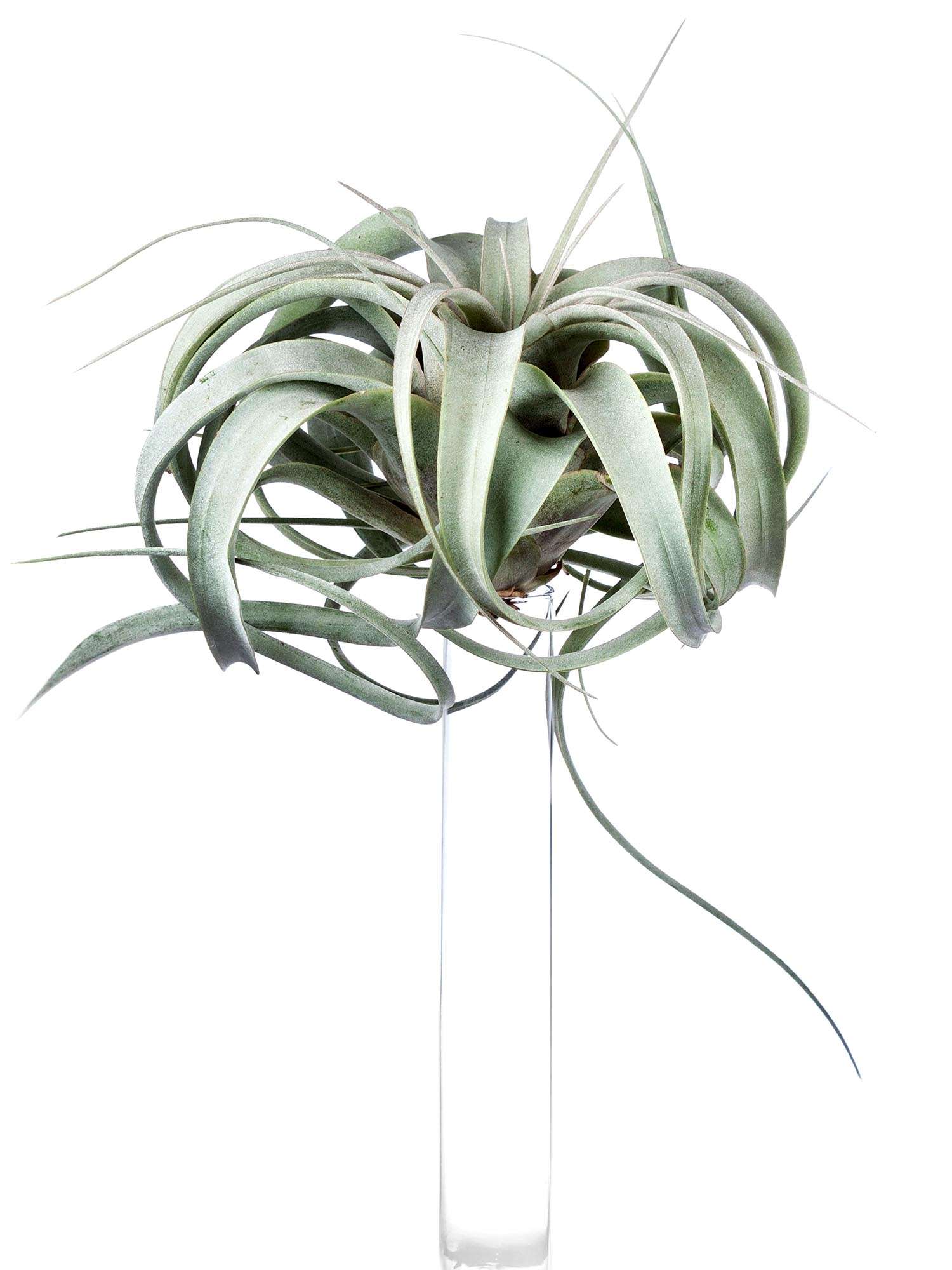 blumigo-tillandsia-xerographica-xl-luftpflanze-gr-n-silber image 2