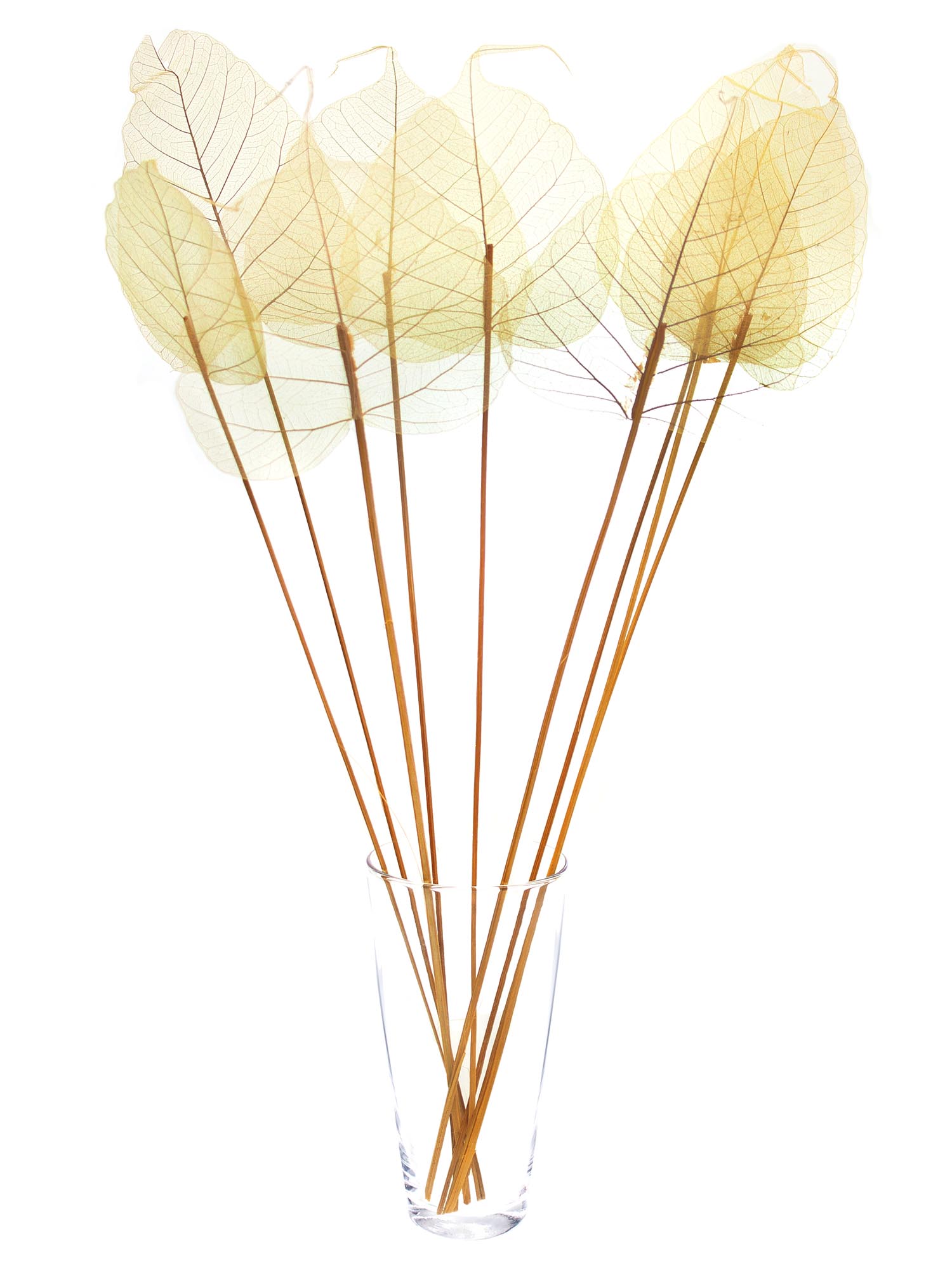 blumigo-trockenblumen-skelettbl-tter-trockenblume-gelb image 2