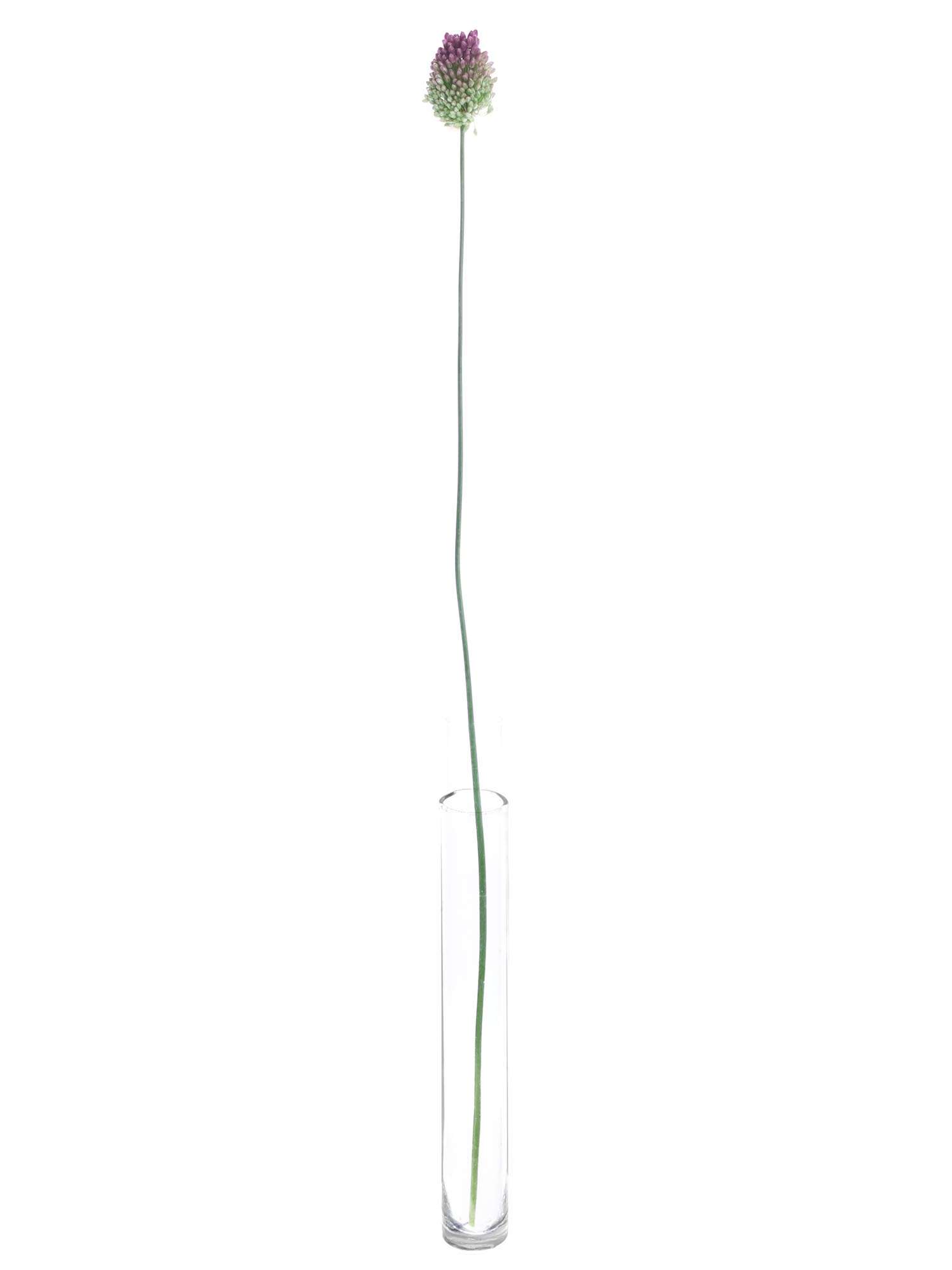 blumigo-fr-hlingsknollen-allium-spaerocephal-violett image 3