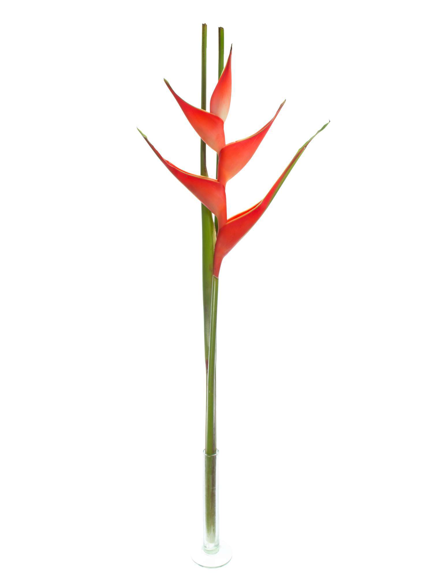 blumigo-blattwerk-helikonie-tropical-exotisches-schnittgr-n image 2