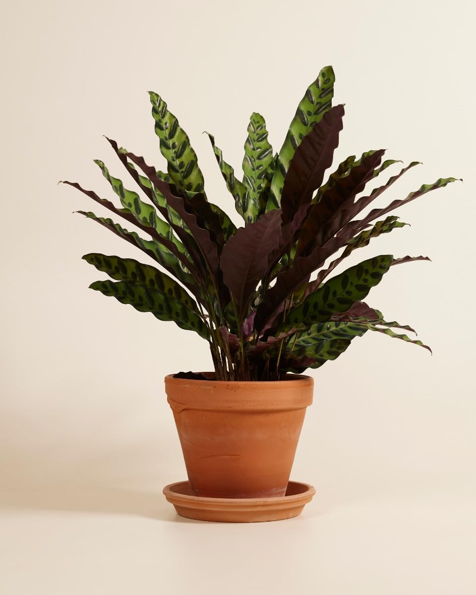 plnts-rareplnts-calathea-insigne-zimmerpflanze-60-cm image 2