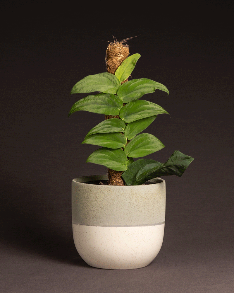 feey-variado-rhaphidophora-korthalsii-zimmerpflanze-ohne-bertopf-rarit-t image 5