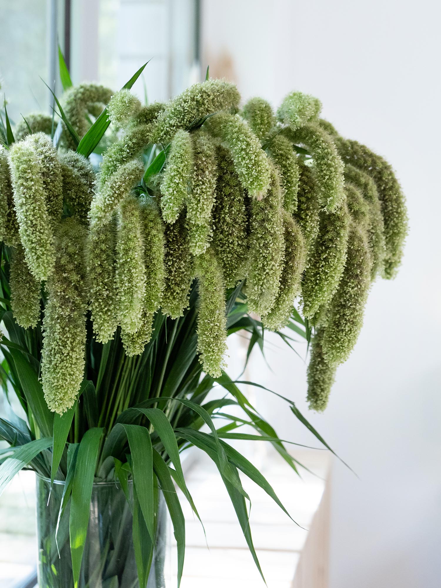 blumigo-blattwerk-setaria-volle-melk-bindegr-n-gr-n image 4