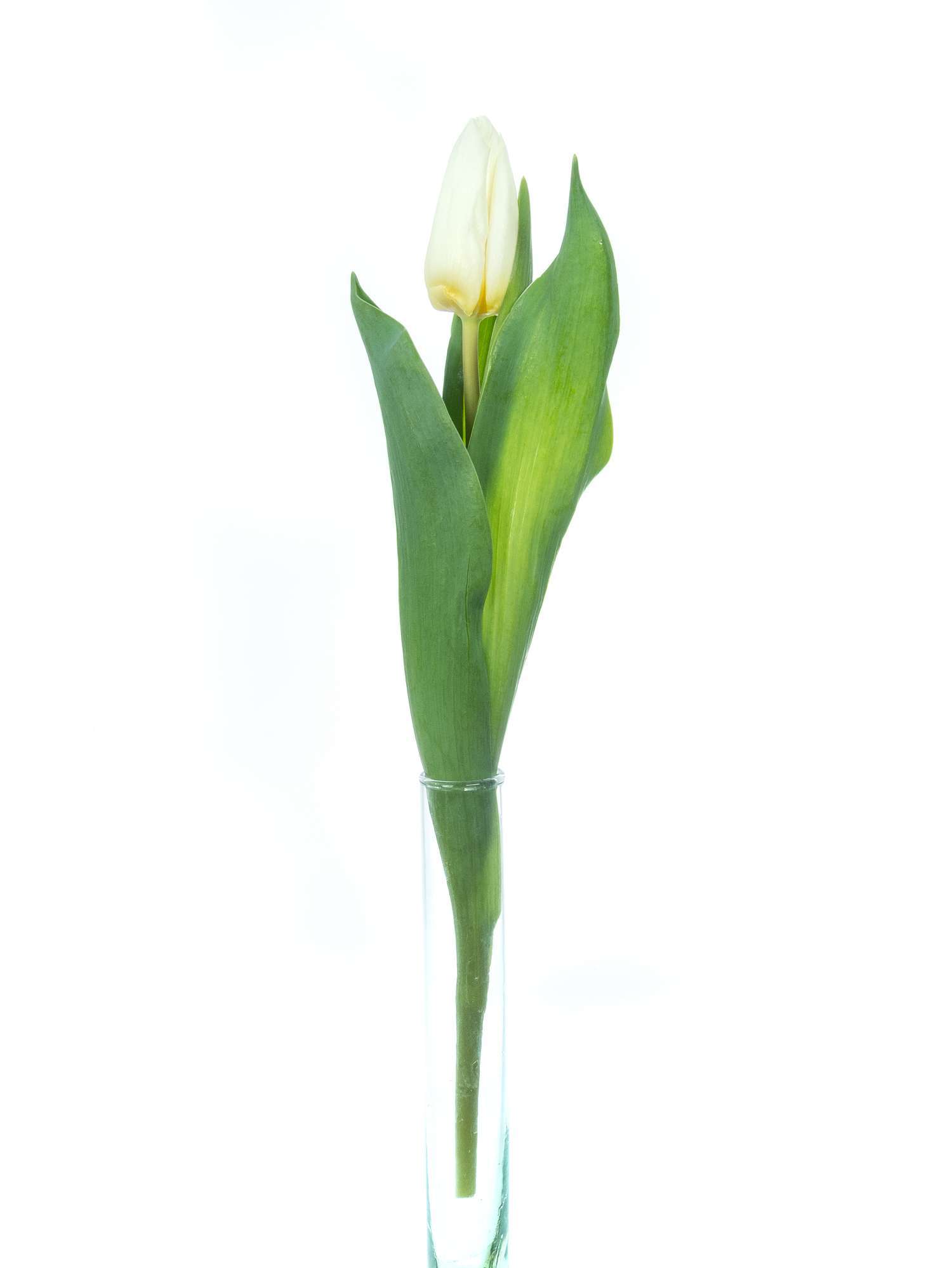 blumigo-tulpen-white-prince-wei-e-schnittblume image 3