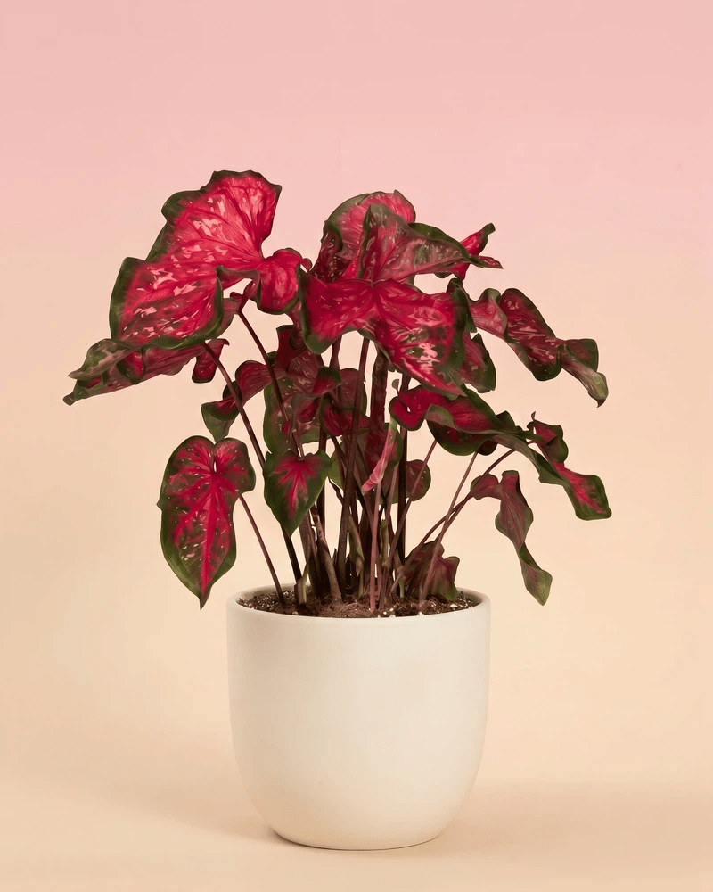 feey-variado-caladium-pink-panther-zimmerpflanze-bunte-bl-tter image 6