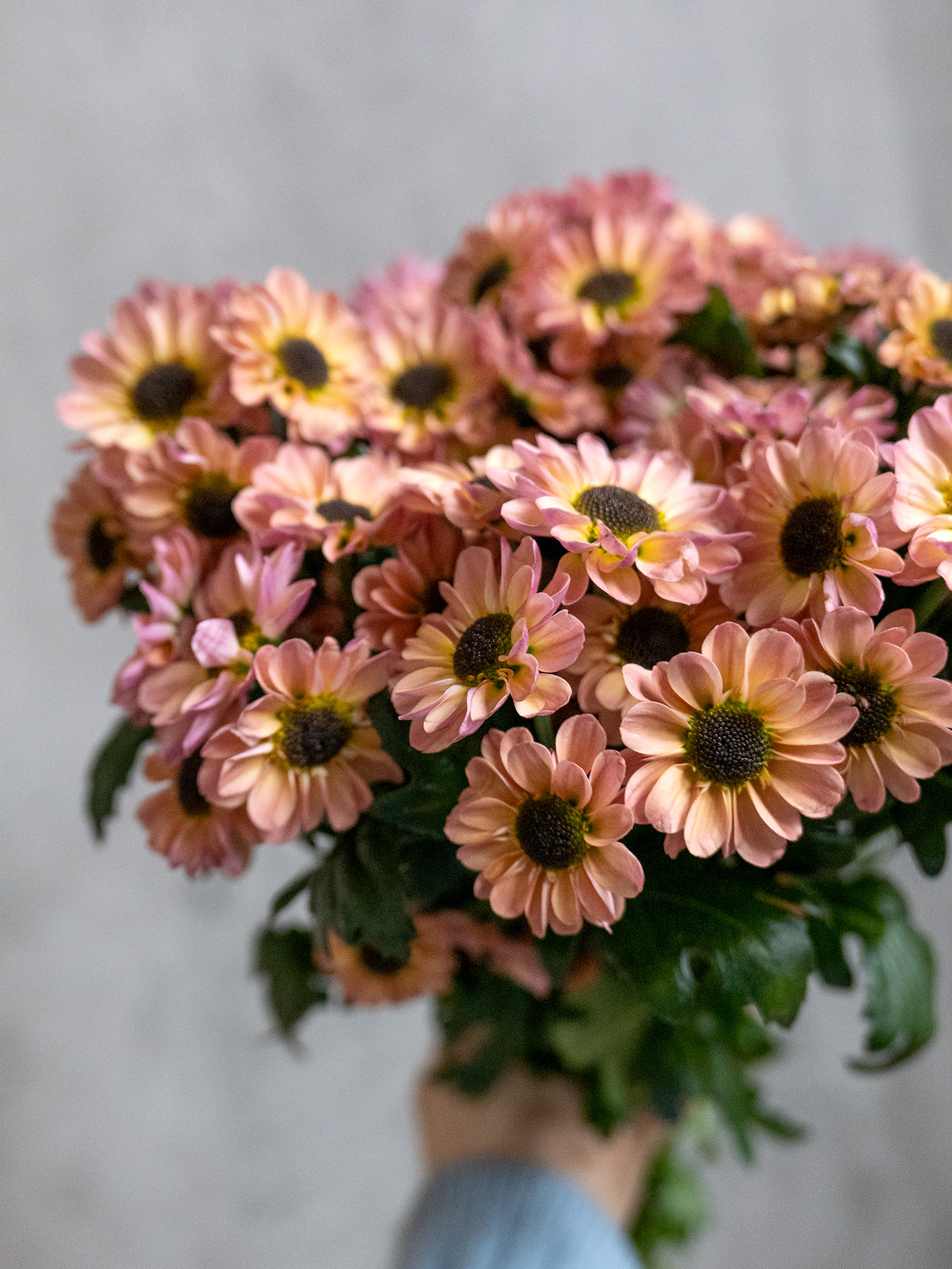 blumigo-chrysanthemen-santini-ying-yang-smokey-apricot image 4