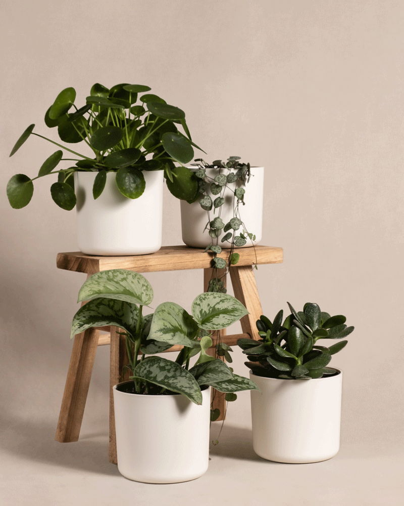 feey-variado-pflanzen-set-regal-4er-ohne-bertopf-halbschattig image 7