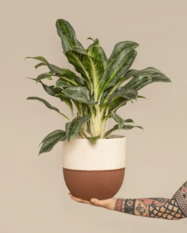 feey-variado-aglaonema-emerald-stone-zimmerpflanze-ohne-bertopf image 1