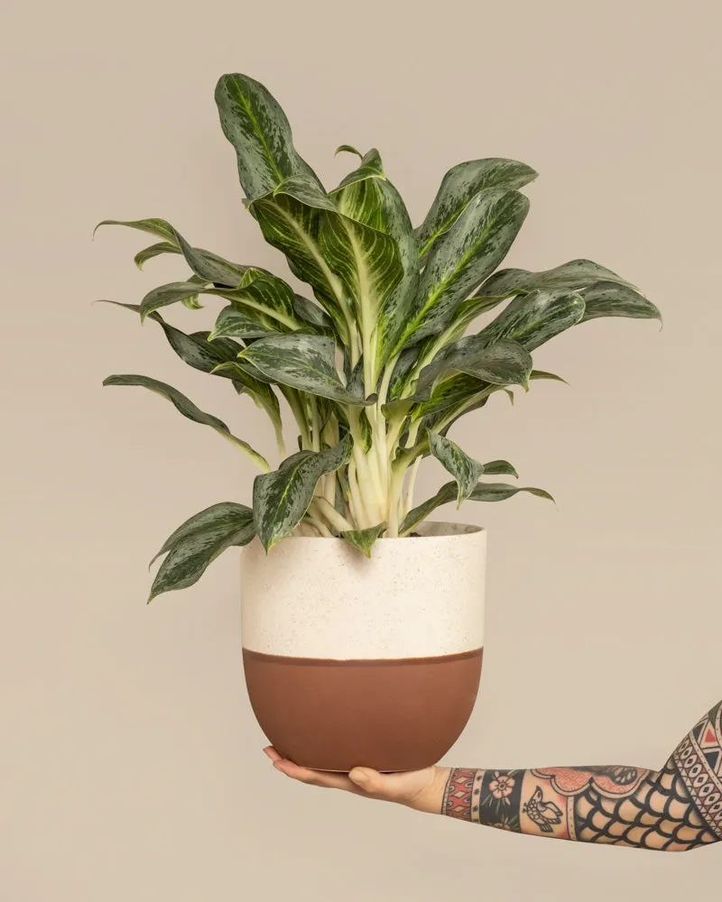 feey-variado-aglaonema-emerald-stone-zimmerpflanze-ohne-bertopf image 1