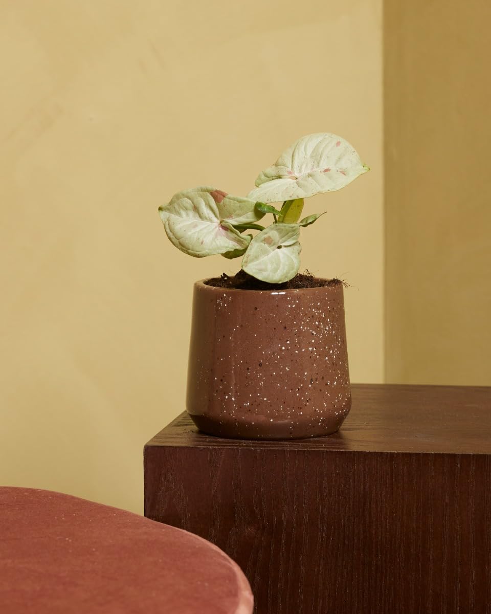 plnts-babyplnts-syngonium-confetti-zimmerpflanze-6cm-topf-rosa image 5