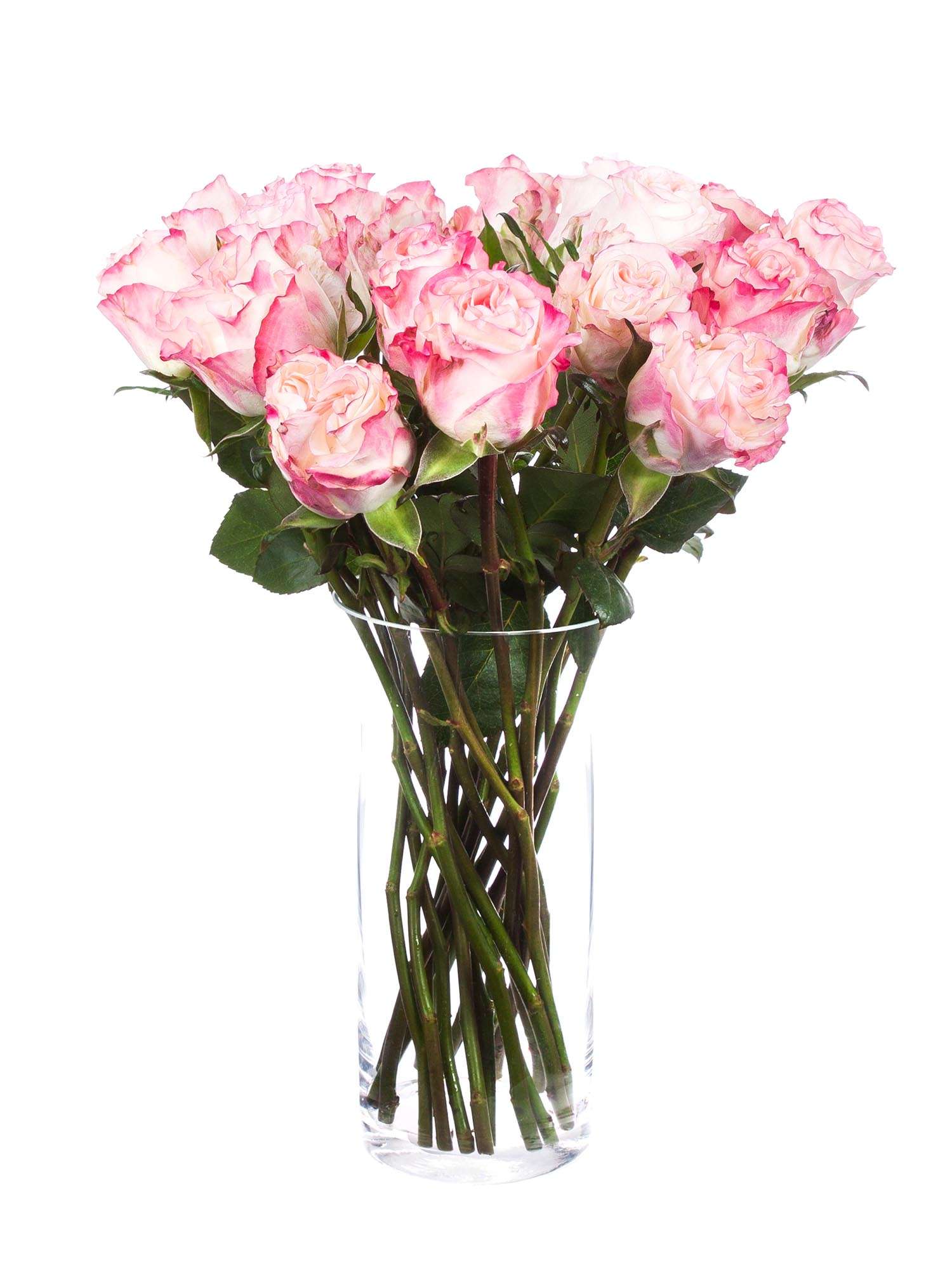 blumigo-rosen-very-cute-schnittblume-rosa-wei-st-ck image 2