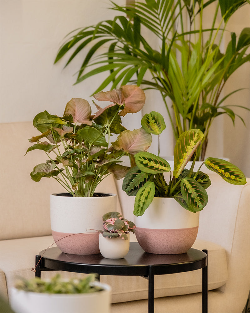 feey-pflanzen-trio-maranta-syngonium-saxifraga-ohne-topf image 4