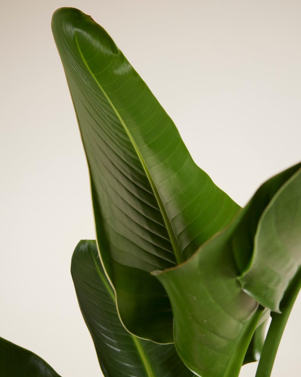 plnts-strelitzia-nicolai-zimmerpflanze-21cm-topf-85cm-gro-e-bl-tter image 3