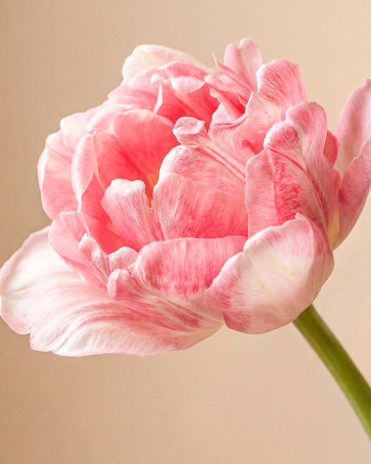 feey-rilio-tulpen-liebesgedicht-rosa-10-st-ck-frisch image 5