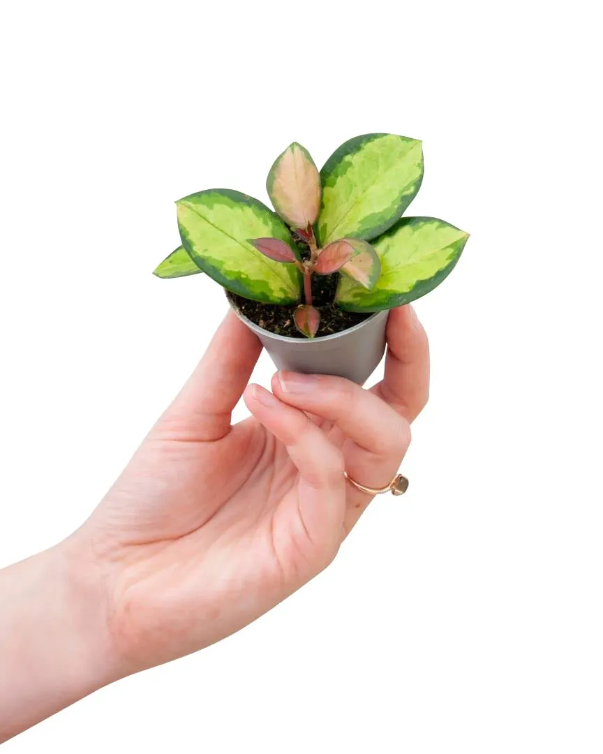 plnts-babyplnts-hoya-australis-lisa-wachsblume-6cm-topf image 1