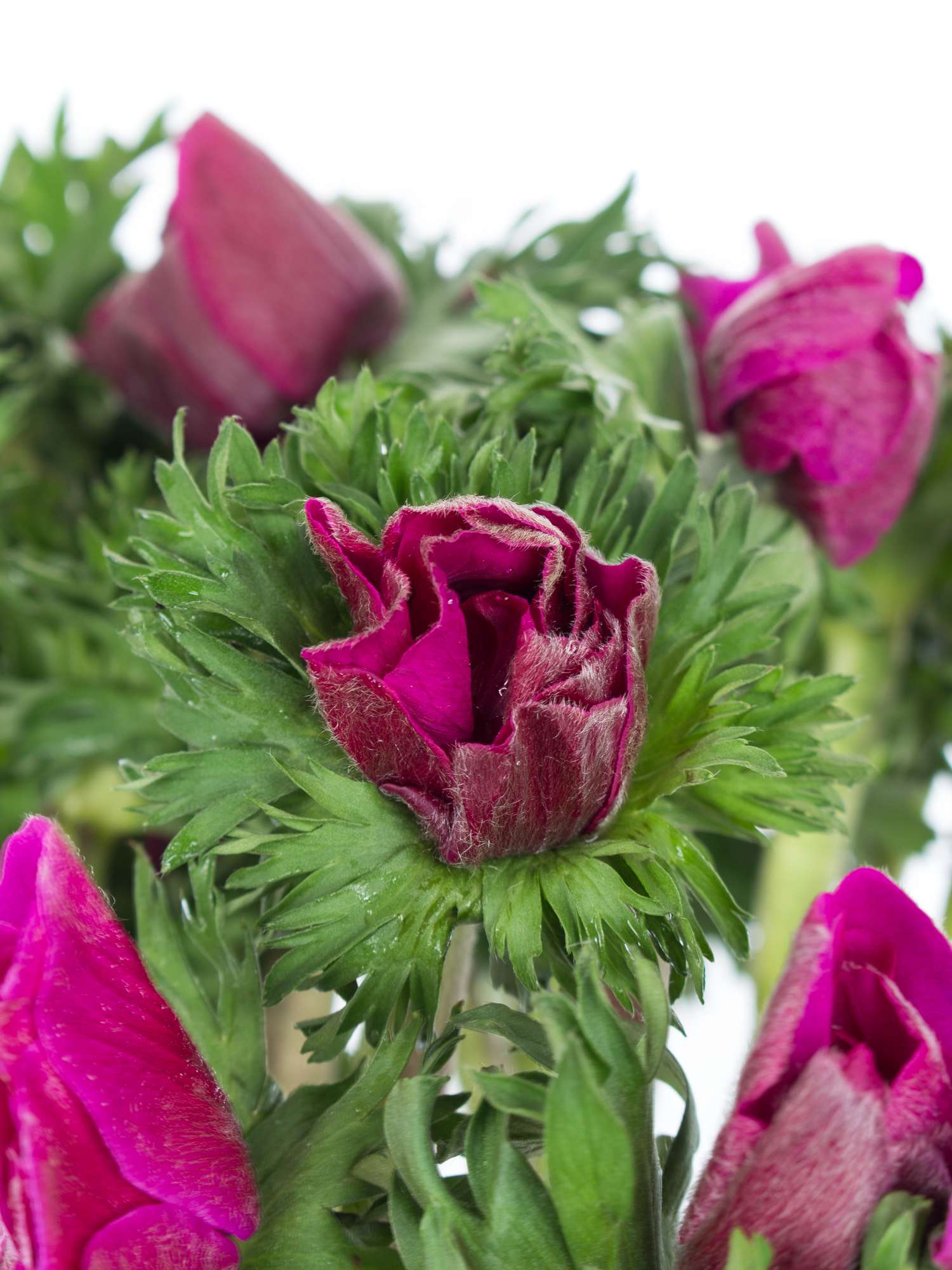 blumigo-anemonen-pinke-schnittblume-rosa-fr-hlingsblume image 2