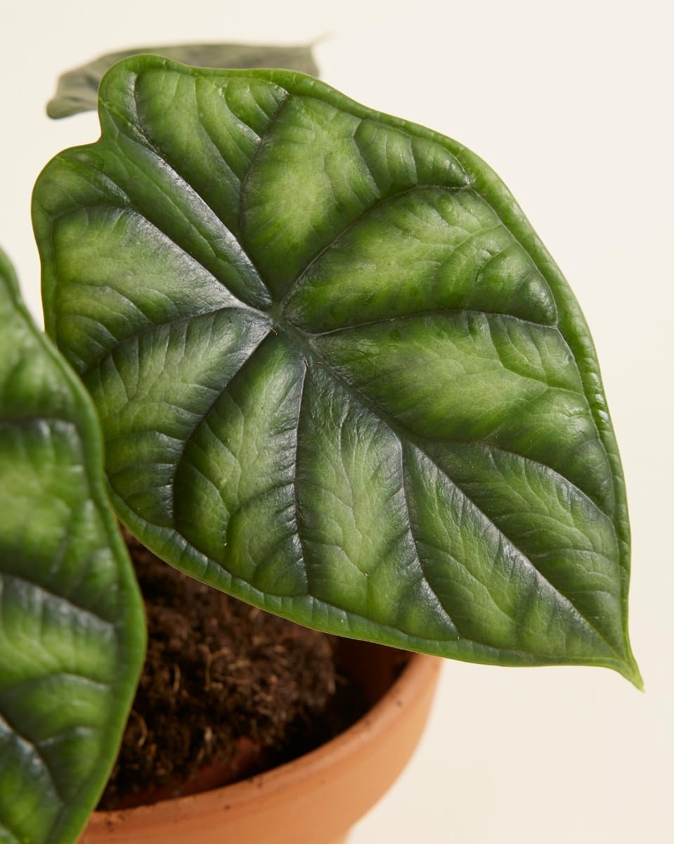 plnts-rareplnts-alocasia-dragon-scale-zimmerpflanze-20cm image 4
