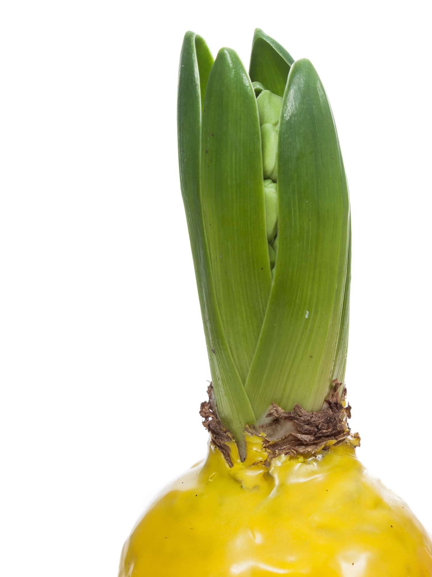 blumigo-gewachste-hyazinthenknollen-fr-hlingsknollen-gelb image 3